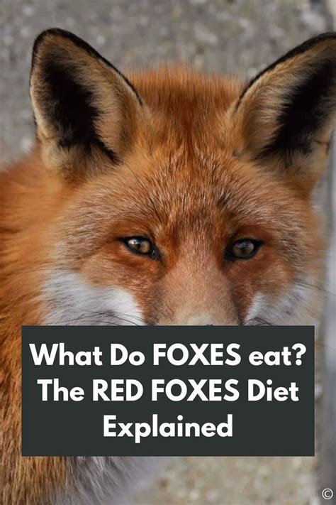 debraca denise|red fox diet.